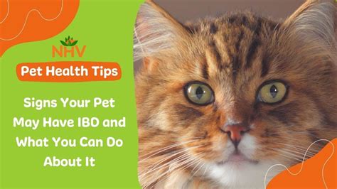 Signs your pet may have IBD and what you can do about it - YouTube