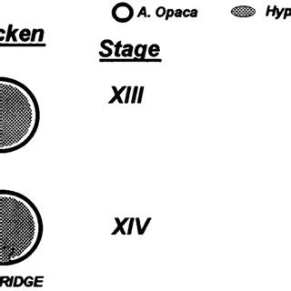 A midsagittal section through the Stage X chicken blastoderm depicting ...