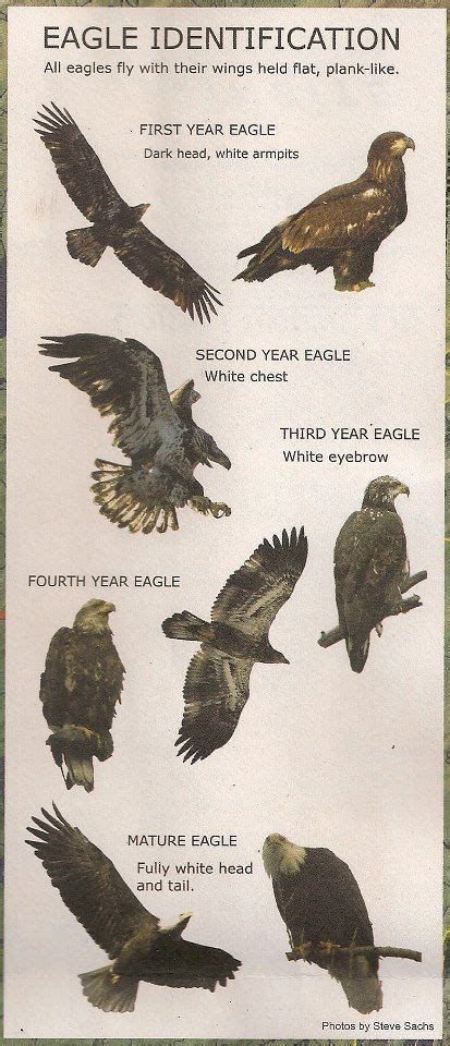 eagle identification | Birds of prey, Eagles, Eagle pictures