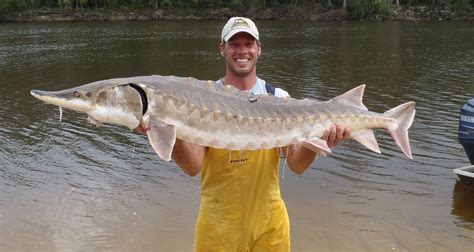 Gulf Sturgeon - Interesting Fishes of the Gulf of Mexico and Coastal ...