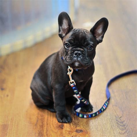 French bulldog puppies | LoL Picture Collection