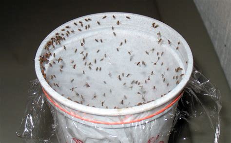 How to make a gnat trap naturally - BigBear Pest Control