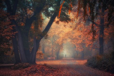 walking, Nature, Photography, Landscape, Park, Morning, Trees, Fall, Path, Bench, Leaves, Mist ...