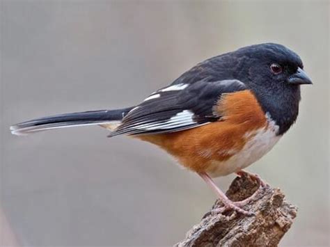 NestWatch | Eastern Towhee - NestWatch