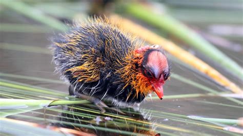 Why Are These Baby Birds So Fancy? - The Atlantic