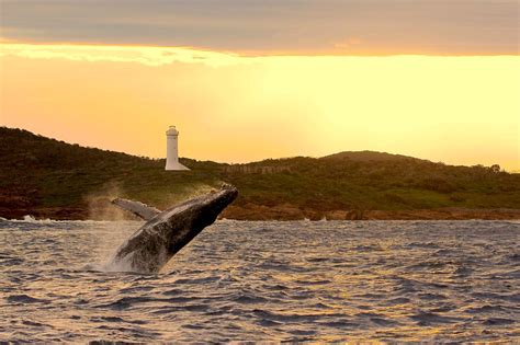 Whale Watching Dolphin Cruise Nelson Bay Port Stephens