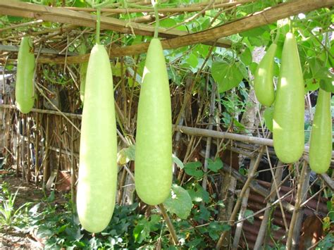 PALEO ENTHUSIAST: Sautéed Bottle Gourd Squash (Ginisang Upo)