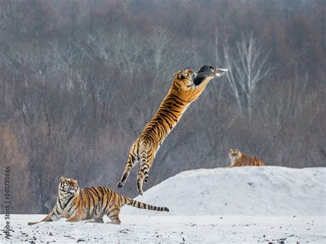 Siberian tiger in a jump catches its prey. Very dynamic shot. China. Harbin. Mudanjiang province ...