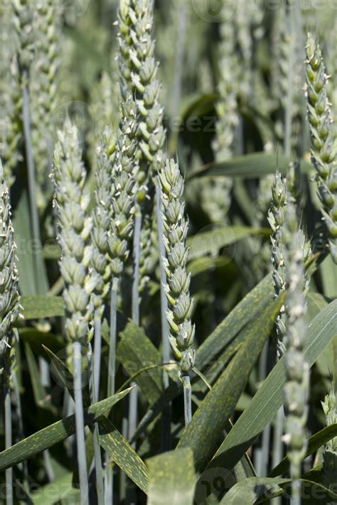 rye field with green immature plants 9442377 Stock Photo at Vecteezy