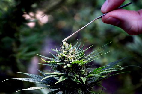 Could Cannabis Help the American West Solve Its Thorniest Environmental ...