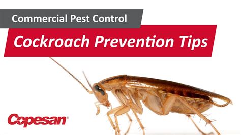 Cockroach Prevention Tips - YouTube