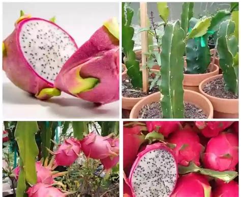 How to grow Dragonfruits in containers/pots terrace gardens at home