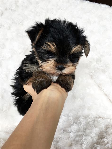 Tiny Teacup Yorkshire Terrier Puppy for sale! Mason | iHeartTeacups