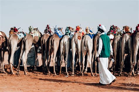 The 2nd Edition of the Camel Festival in Saudi Arabia ...