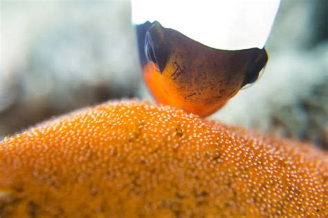 Clownfish Breeding Guide (Everything You Need to Know) - Avid Aquarist