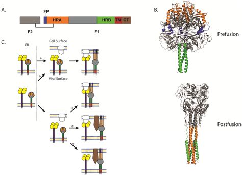 Paramyxovirus Structure