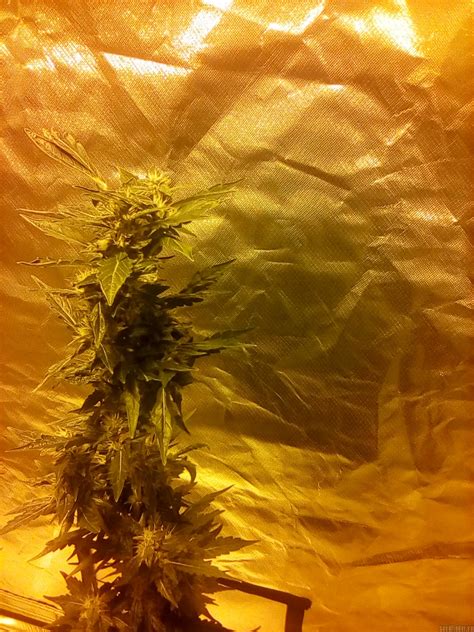 Strain-Gallery: Gorilla Fast (00 Seeds Bank) PIC #22012199270000723 by ...