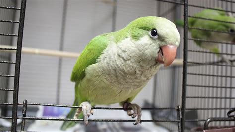 Quaker Parrots as Pets