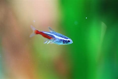 Neon Tetra Care: Tank Size, Tank Mates, and Water Conditions