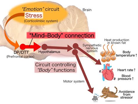 Found: Neural circuit that drives physical responses to emotional ...