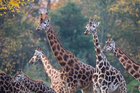 Animals | Dublin Zoo