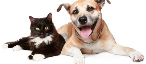 Dog Cat Pet insurance Trupanion - Dog png download - 900*400 - Free ...