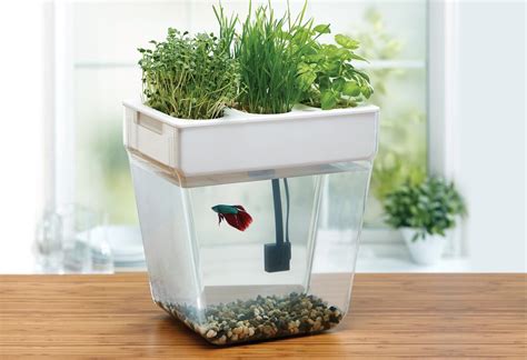 Kitchen Aquaponics - aristocratmoms