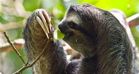 Sloths, moths, algae may live in three-way benefit pact | Three toed sloth, Sloth, Slowest animal