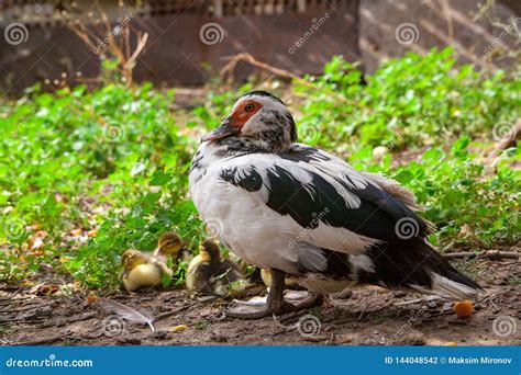 Mother Duck and Ducklings in Street Stock Photo - Image of baby, ducklings: 144048542