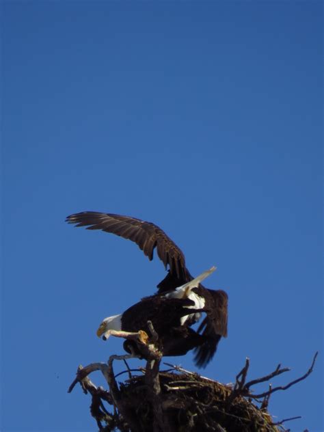 Bald Eagles Mating