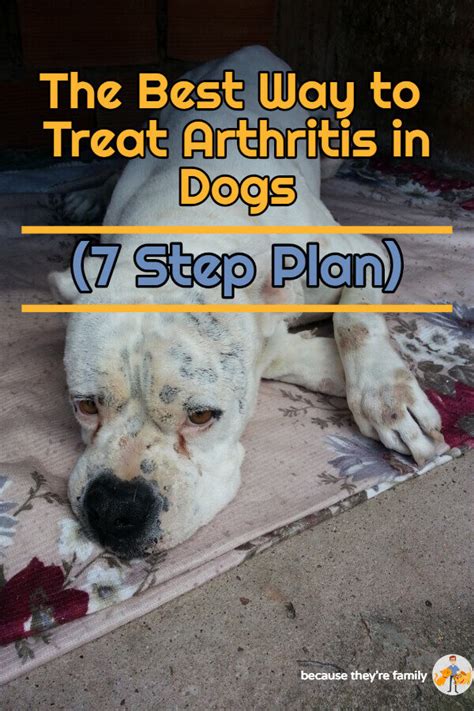 The Best Way to Treat Arthritis in Dogs (7 Step Plan) — Our Pet's Health