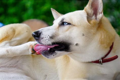 Why Do Dogs Lick Their Paws? 8 Reasons | Great Pet Care