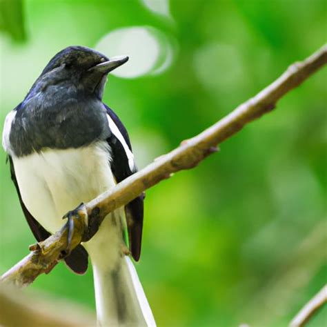 Oriental Magpie Robin: The Enchanting Songbird