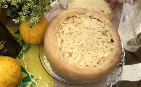 Casu Marzu Cheese - The Most Deadly And Bizarre Cheese Type