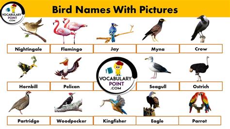 A to z birds name list with pictures Archives - Vocabulary Point