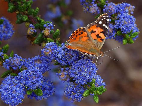 Free picture: butterfly, butterflies, insects