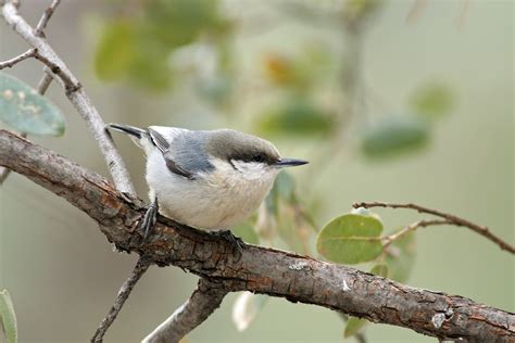 Pygmy Nuthatch | Audubon Field Guide