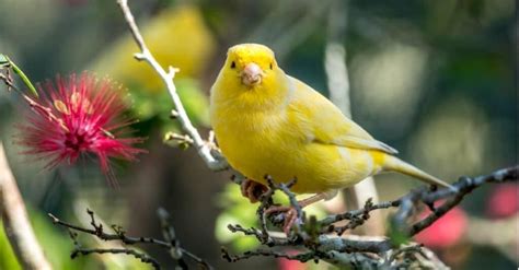 "A Canary in a Coal Mine:" Meaning and Origin Revealed - A-Z Animals