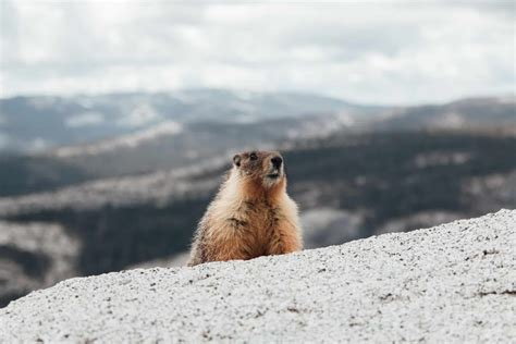 Wildlife in Rocky Mountain National Park