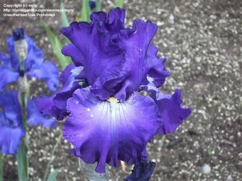 PlantFiles Pictures: Tall Bearded Iris 'Cherished Friendship' (Iris) by Wandasflowers