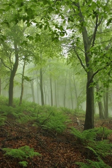 *Guisborough Forest, North Yorkshire | Pemandangan, Hutan, Desain banner