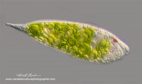 Introduction to Euglenids (Euglenoids) exhibiting both Plant and Animal Properties -The Canadian ...