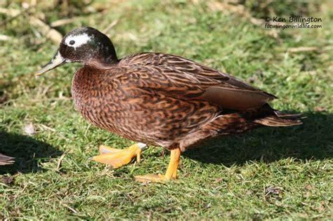 Laysan Duck Anas laysanensis | Focusing on Wildlife