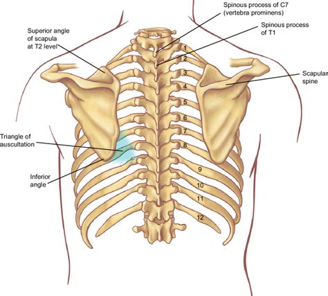 The Thoracic Spine Is All About Mobility! - Specialized Orthopedic Physical Therapy