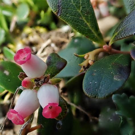 Arctostaphylos uva-ursi (Kinnikinnick) – 10,000 Things of the Pacific ...