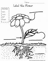 Plant coloring pages To Download And Print For Free sketch template