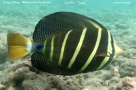 HAWAIIAN REEF FISH IDENTIFICATION – Terry Lilley's Underwater 2 Web