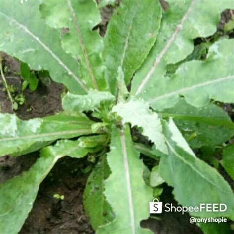 Jual daun tempuyung fresh segar 1KG | Shopee Indonesia