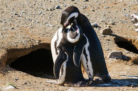 What's it Like To Hug A Penguin? What Do Penguins Feel Like?