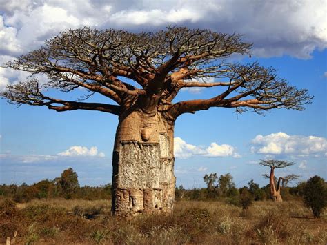 Madagascar Baobab Tree | Fotografia dipinta, Albero foto, Natura